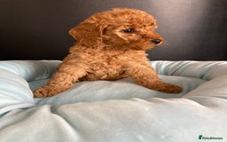 Cockapoo dogs for sale: Cockapoo F1B puppies 🐶Now Ready to leave🐶  - Image 4