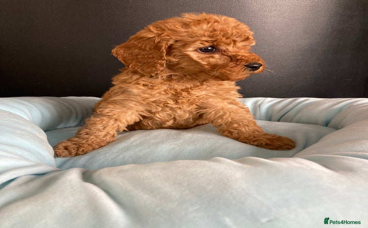 Cockapoo dogs - Advert 4