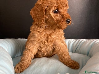 Cockapoo dogs - Advert 2