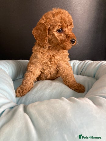 Cockapoo dogs - Advert 1