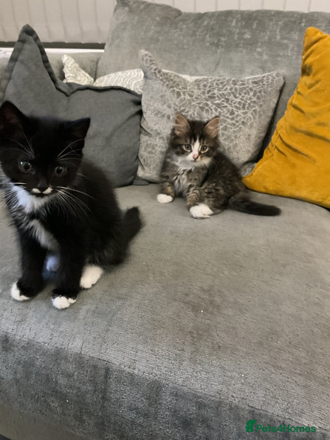 Mixed Breed cats for sale: ❤️ beautiful fur baby’s ready now❤️ - Image 6