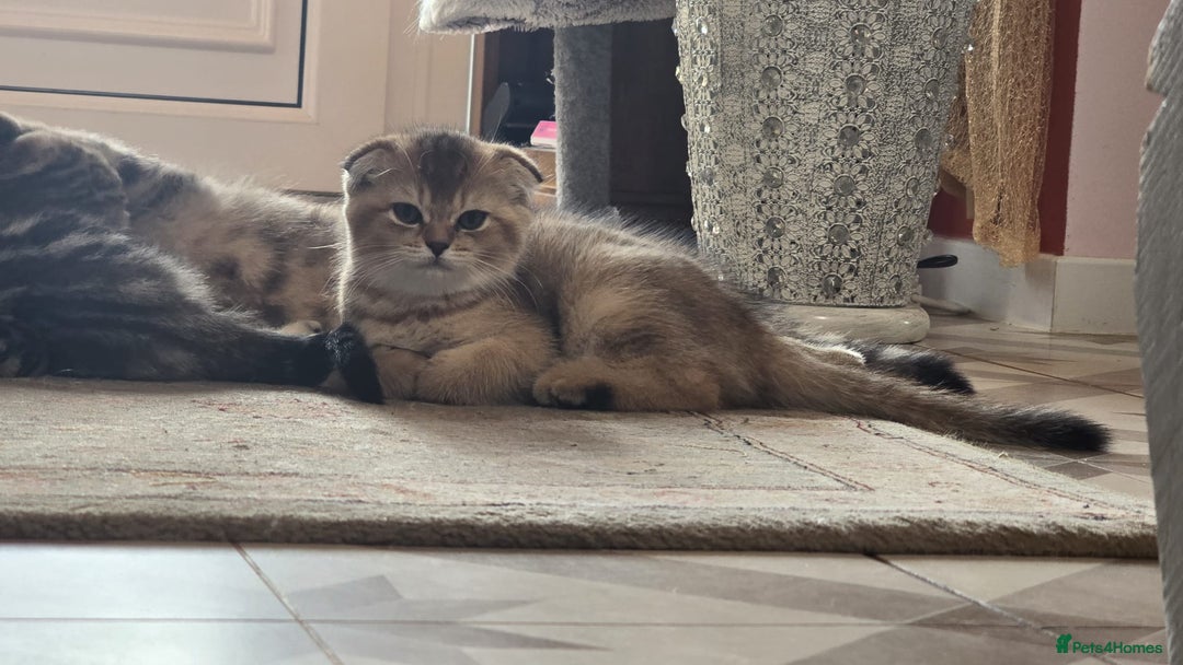 British Shorthair cats for sale: British grey shorthair and Scottish fold - Image 5