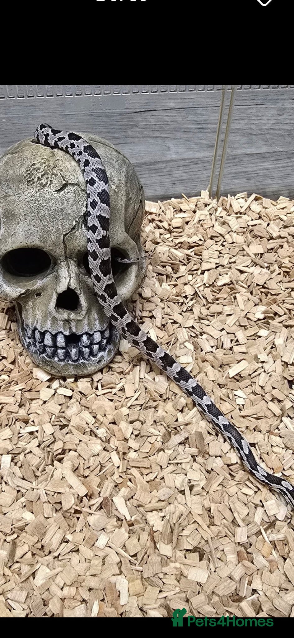 Corn Snake reptiles for sale: Benny the corn snake in Wakefield - Advert 3
