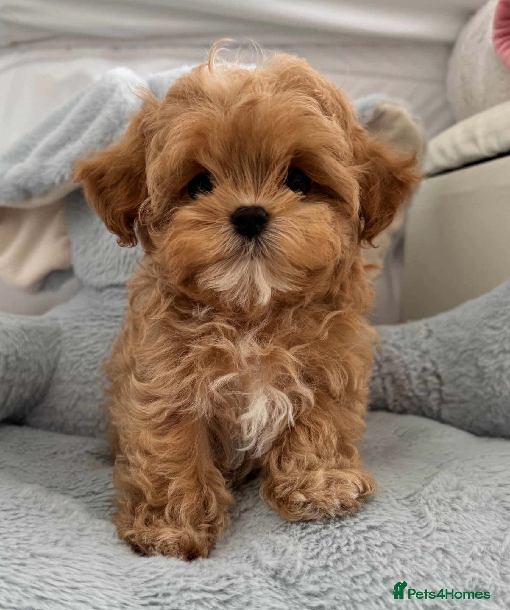 Maltipoo dogs 🧸READY NOW True Asian Maltipoo Pups DNA Clear🧸 - Advert 1