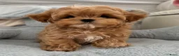 Maltipoo dogs for sale: 🧸READY NOW True Asian Maltipoo Pups DNA Clear🧸 - Advert 1