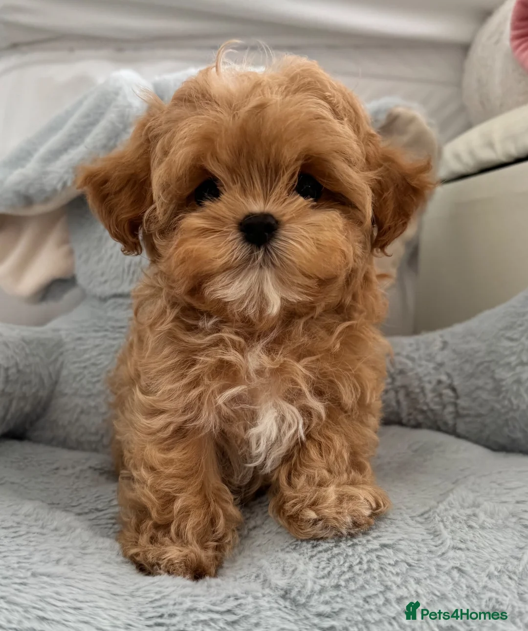 Maltipoo dogs for sale: 🧸READY NOW True Asian Maltipoo Pups DNA Clear🧸 - Advert 1