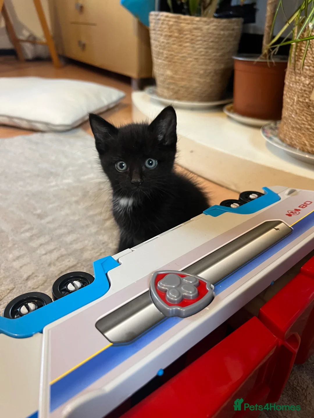 Mixed Breed cats for sale: Mister black  - Advert 1