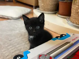 Mixed Breed cats Mister black - Advert 4