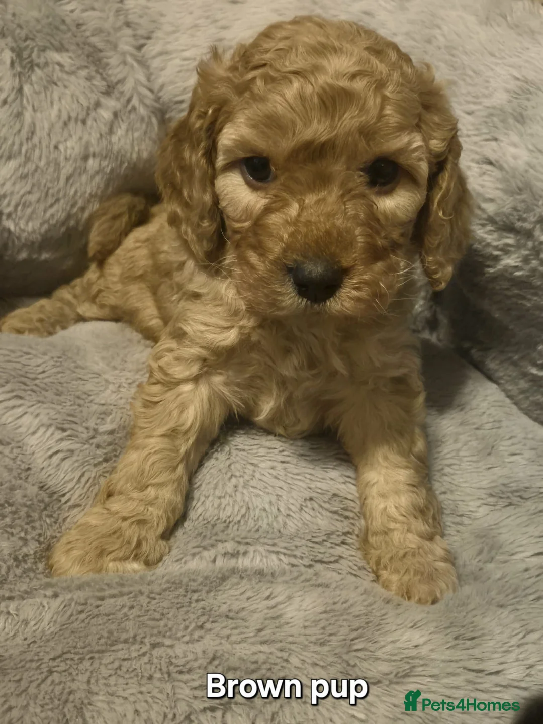 Mixed Breed dogs for sale: Cavapoo puppies  - Advert 1