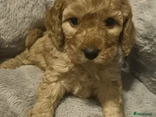 Mixed Breed dogs Cavapoo puppies - Advert 1