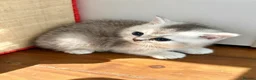 Scottish Fold cats for sale: Beautiful Scottish Fold Kittens — for Loving Homes - Advert 15