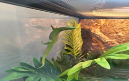 Gecko reptiles for sale: Giant Day Gecko & Set Up Available - Image 11