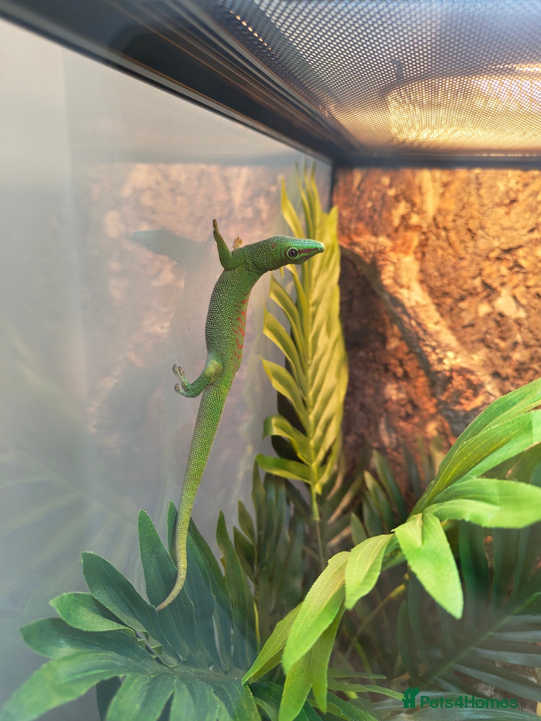 Gecko reptiles for sale: Giant Day Gecko & Set Up Available - Image 11