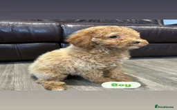 Cavapoo dogs for sale: Adorable Cavapoos ready for their new families 🐾 - Image 4