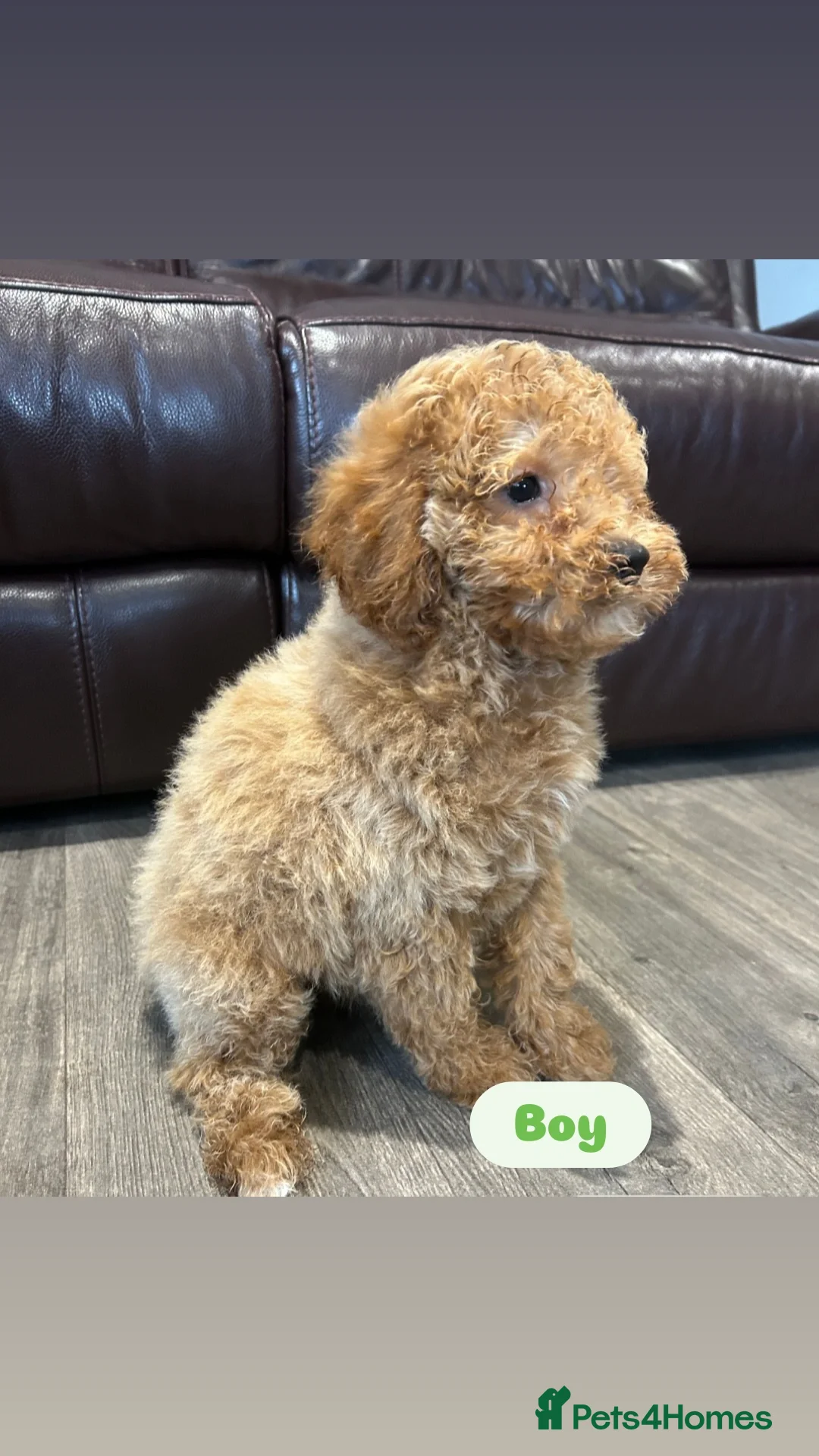 Cavapoo dogs for sale: Adorable Cavapoos ready for their new families 🐾 - Image 4