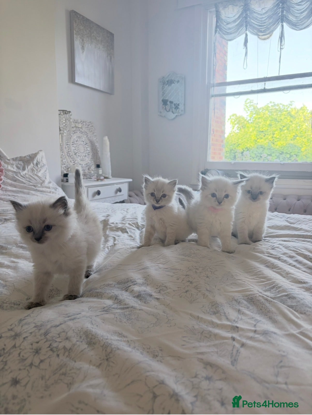 Ragdoll cats Beautiful pure bred Blue Point Ragdoll kittens  - Advert 2