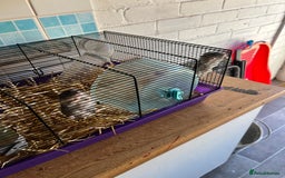 Hamster rodents for sale: Two male hamsters  - Image 3