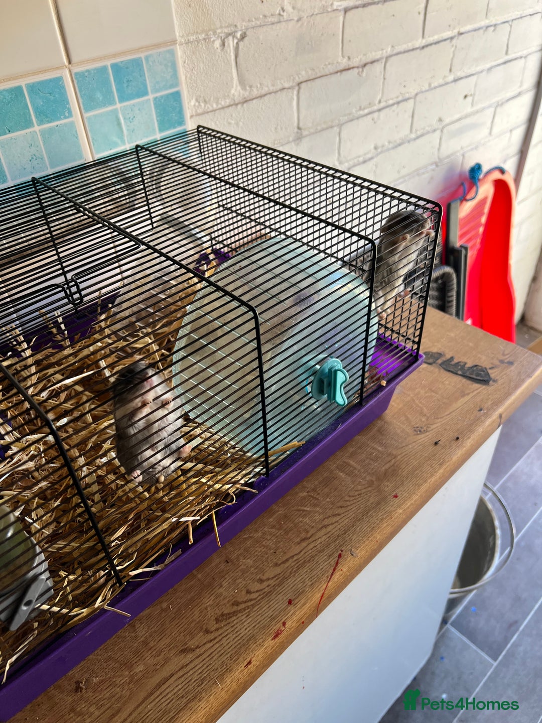 Hamster rodents for sale: Two male hamsters  - Image 3