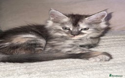 Maine Coon cats for sale: Maine Coon Kittens  - Image 1