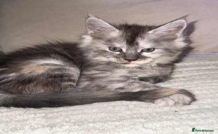 Maine Coon cats - Advert 12