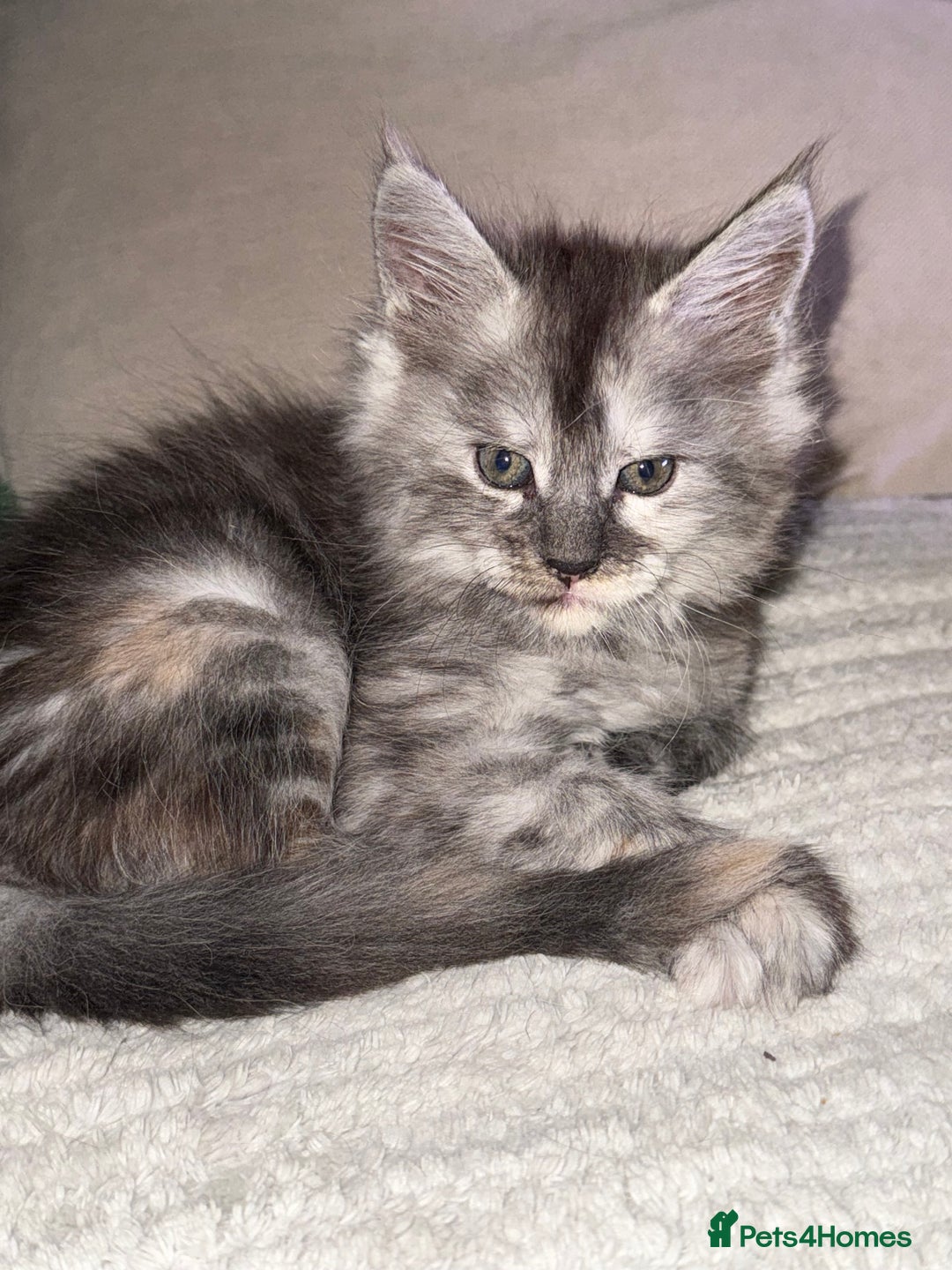 Maine Coon cats for sale: Maine Coon Kittens  - Image 1