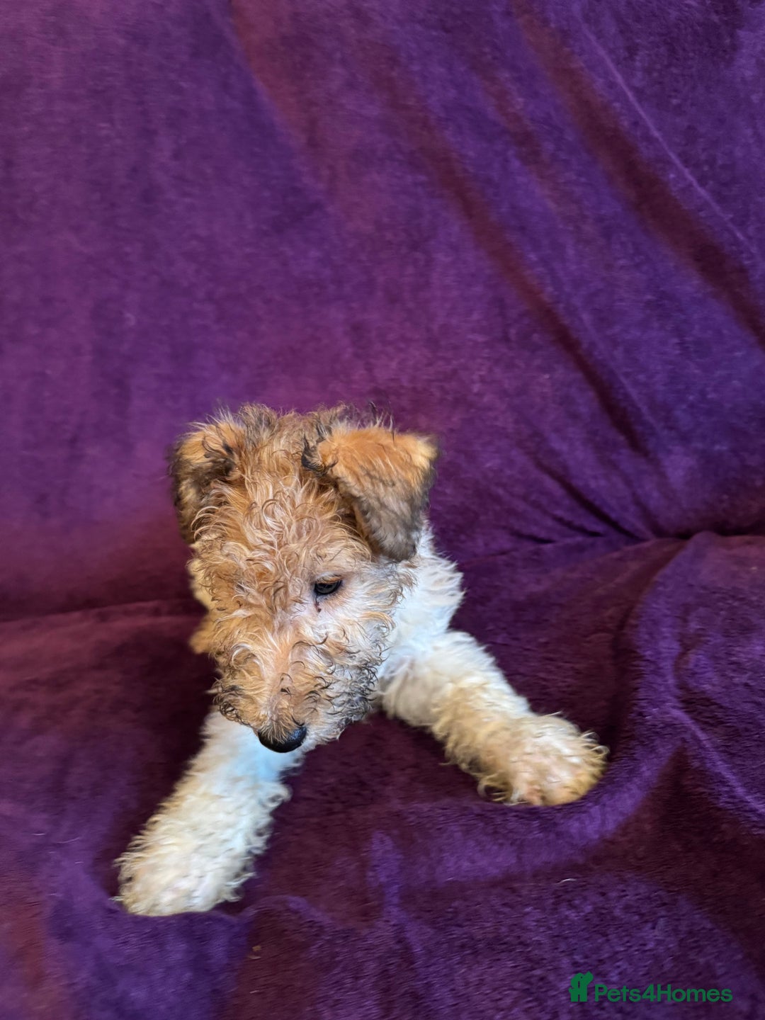 Fox Terrier dogs for sale: Stunning wire fox terrier puppies  - Advert 14