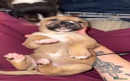 Mixed Breed dogs for sale: Husky x Staffy puppy’s ready now!  - Image 10