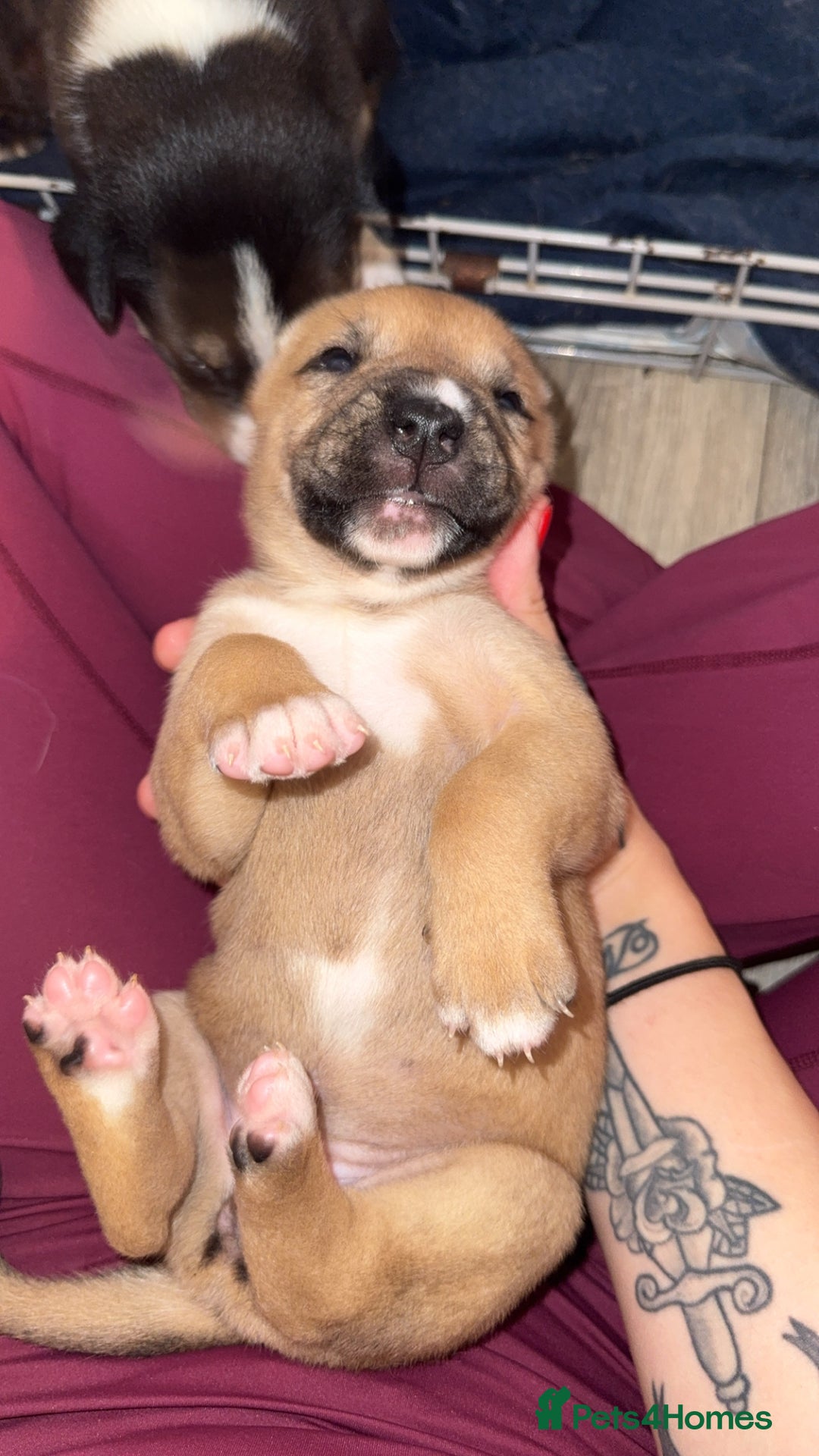Mixed Breed dogs for sale: Husky x Staffy puppy’s ready now!  - Image 10