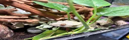 Gecko reptiles for sale: Male crested gecko, comes with tank and more - Advert 3