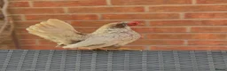 Chickens poultry for sale: Steam chickens for sale  - Advert 1