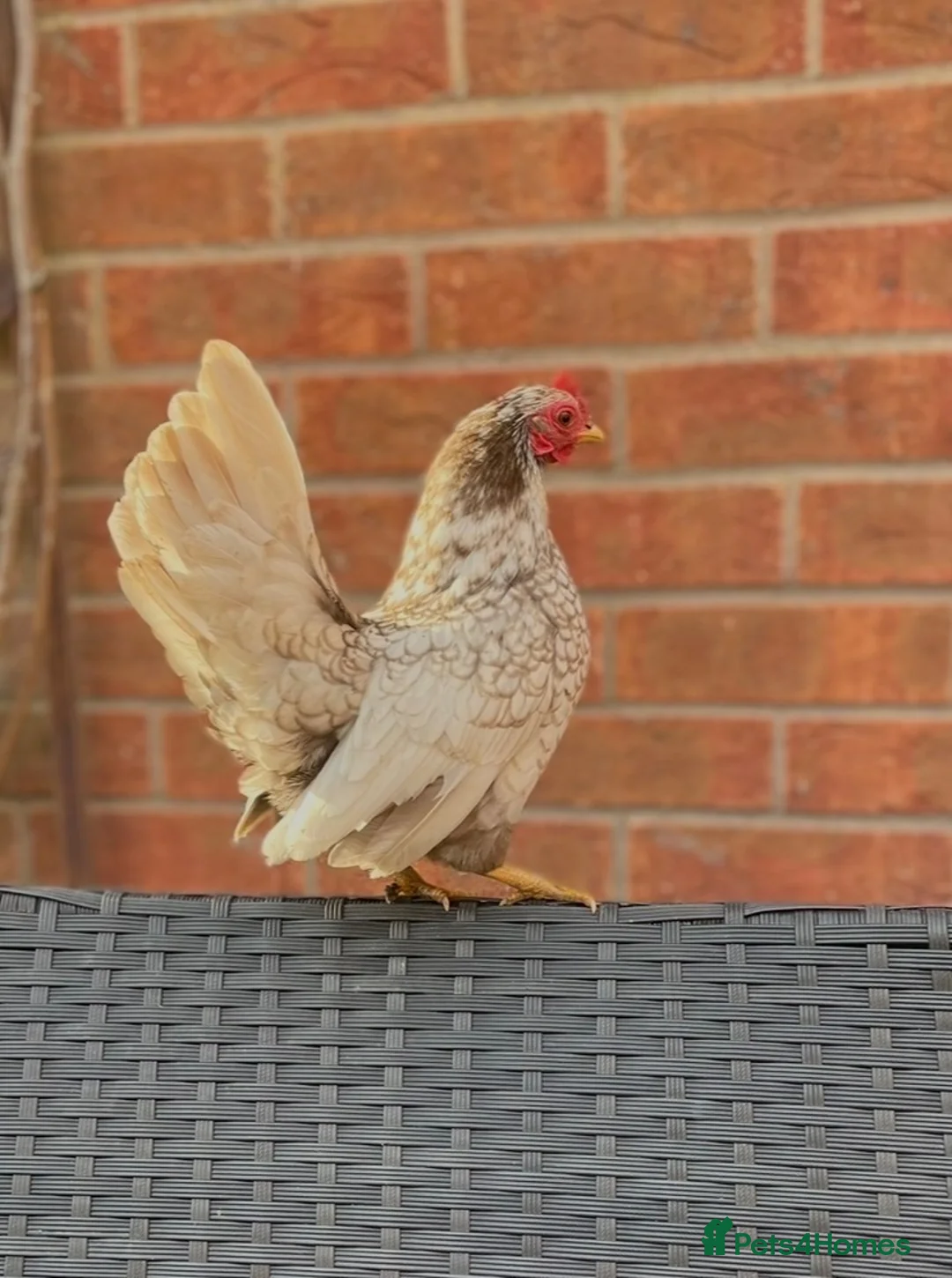 Chickens poultry for sale: Steam chickens for sale  - Advert 1