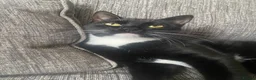 Mixed Breed cats for sale: Oreo black and white cat - Advert 2