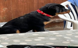 Rottweiler dogs for sale: Beautiful Rottweiler male  - Image 8
