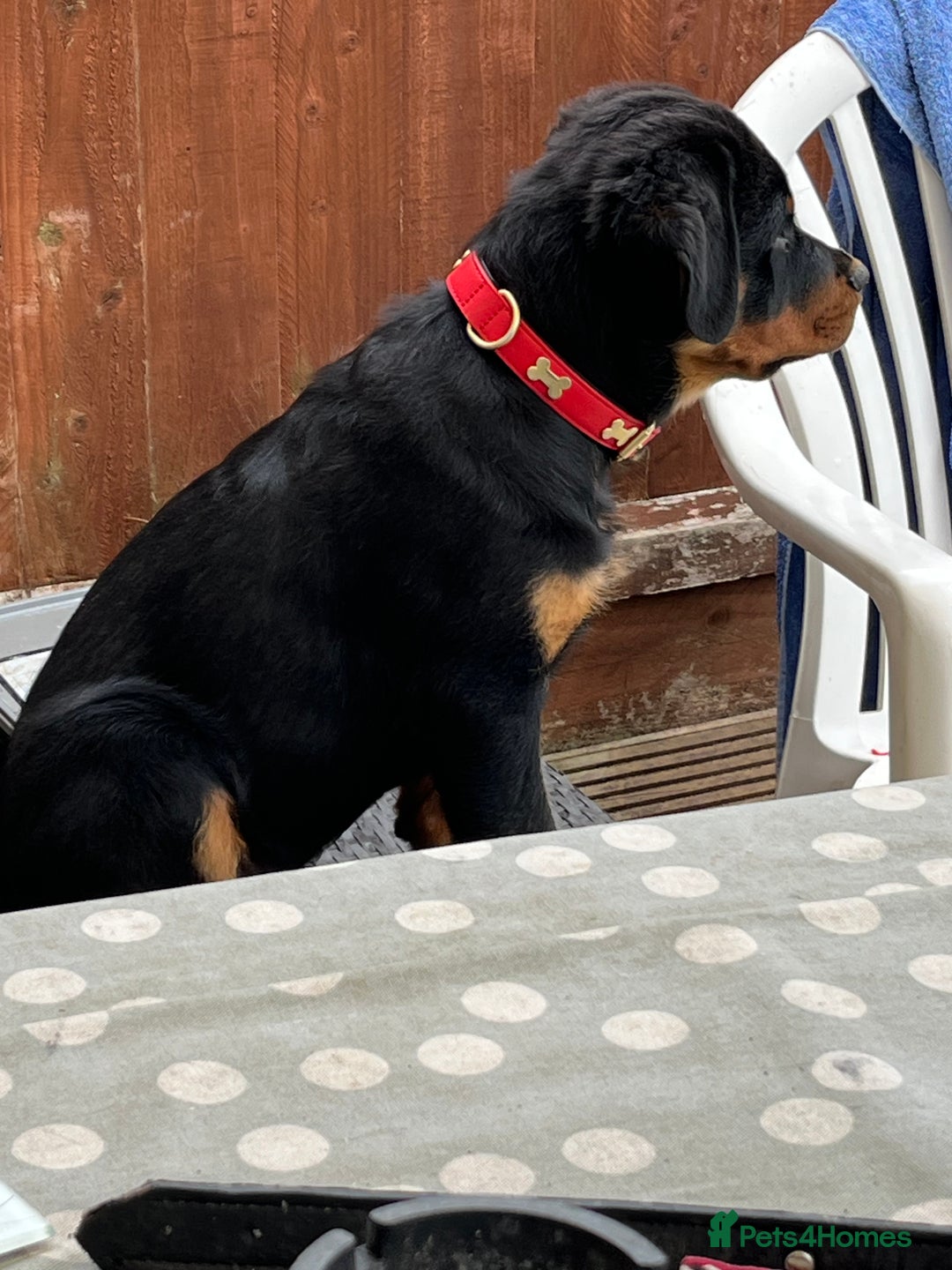 Rottweiler dogs for sale: Beautiful Rottweiler male  - Image 8
