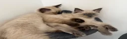 Ragdoll cats for sale: Ragdoll kittens age 17 weeks ready now  in Newtown - Advert 10