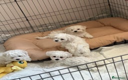 Bichon Frise dogs for sale: ✨ Bichon Frisé Puppies from Champion Bloodlines ✨ - Image 16