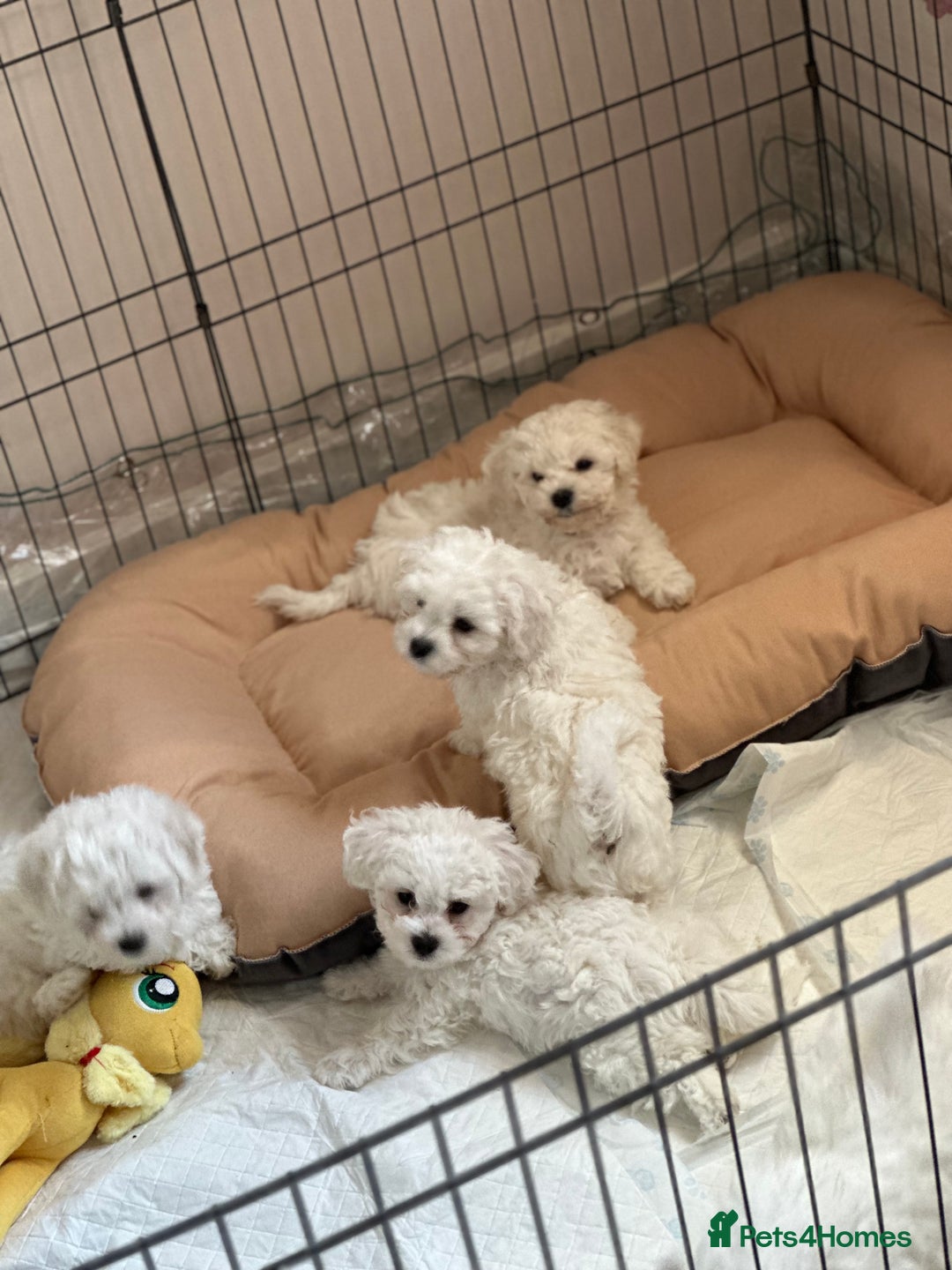 Bichon Frise dogs for sale: ✨ Bichon Frisé Puppies from Champion Bloodlines ✨ - Image 16