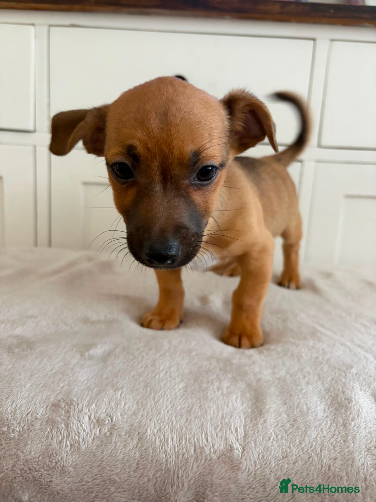 Jack Russell dogs for sale: Jack Russell puppies - Advert 4