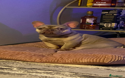 French Bulldog dogs for sale: Male French bulldog  - Image 2