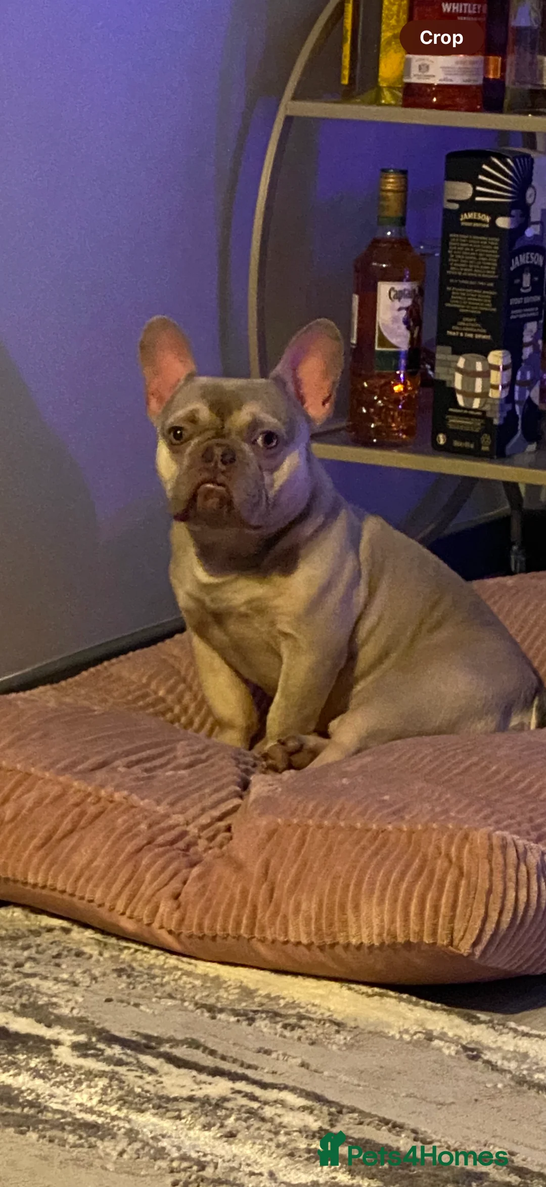 French Bulldog dogs for sale: Male French bulldog  - Advert 2