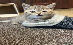 British Shorthair cats for sale: Adorable BSH kittens - Image 3