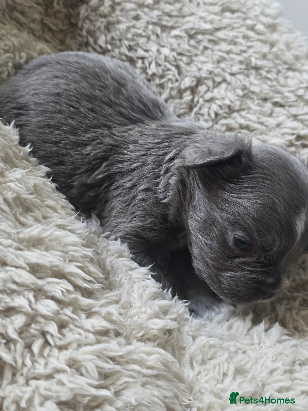 French Bulldog dogs for sale: French Bulldog (4 visual Fluffys) - Advert 12