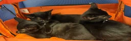 Mixed Breed cats for sale: Adorable Black Kittens Looking for Loving Homes in Blandford Forum - Advert 5