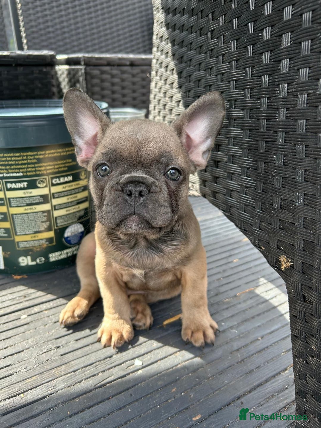 French Bulldog dogs for sale: Danny  - Image 8
