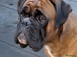 Boxer dogs PROVEN 0 HEART SCORE BOBTAIL STUD - Advert 3