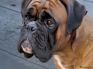 Boxer dogs KC REG 0 HEART SCORE BOBTAIL BOXER STUD - Advert 6