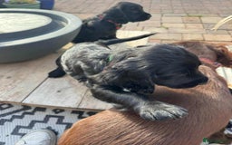 Cocker Spaniel dogs for sale: Black Cocker Spaniel Puppies - Image 4