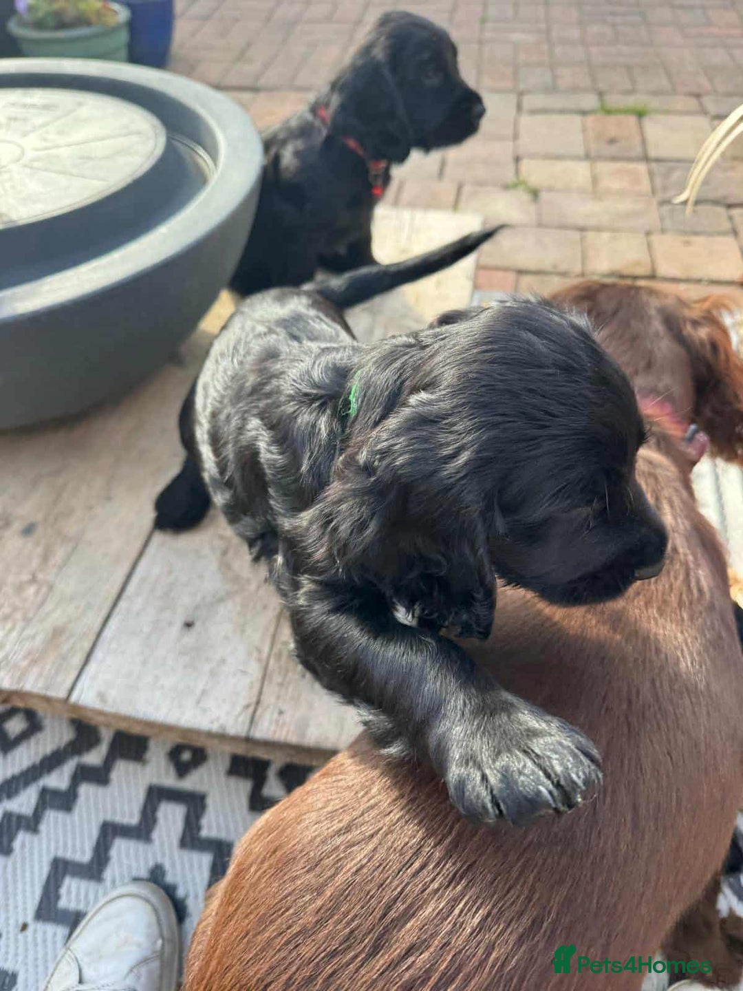Cocker Spaniel dogs for sale: Black Cocker Spaniel Puppies - Image 4
