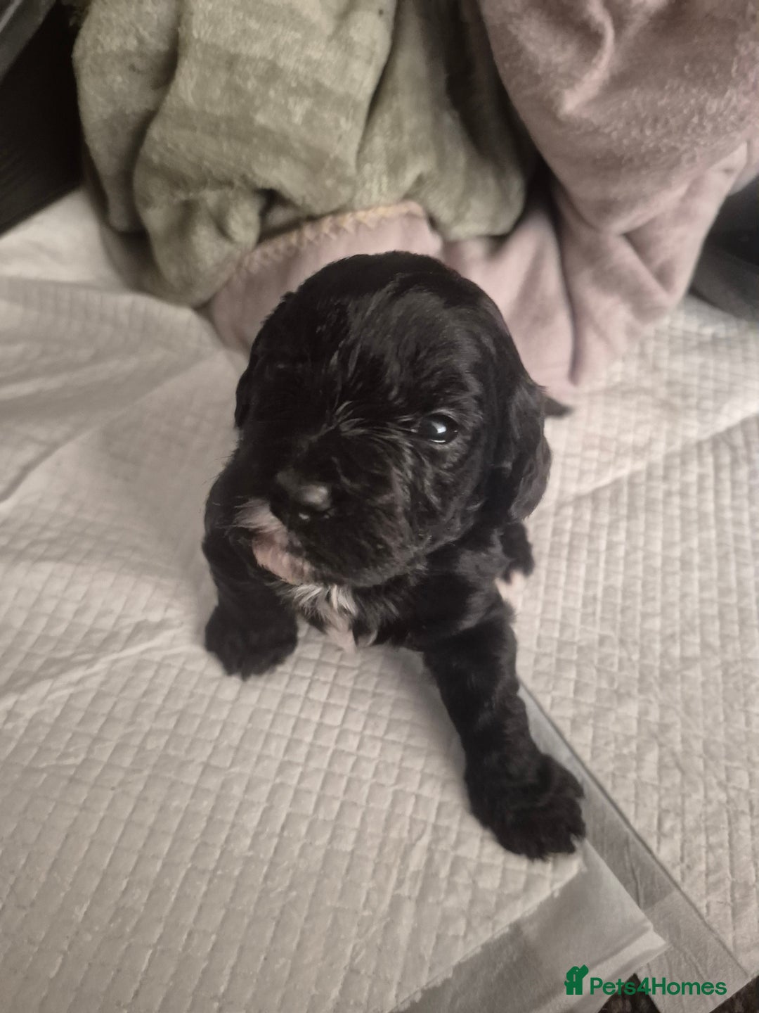 Cockapoo dogs for sale: 3 Beautiful F1 cockapoos  - Advert 6