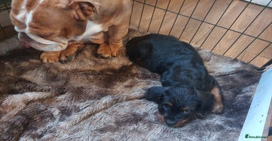 Mixed Breed dogs - Advert 4